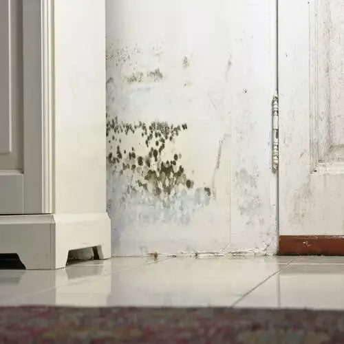 Dealing with Mould and Mildew: A Guide to Proper Surface Preparation